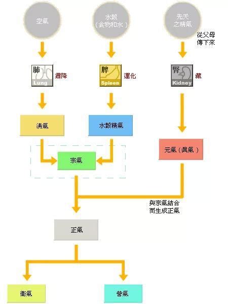 什麼是氣|中醫的氣是什麼？氣的運動形式和生理功能有哪些